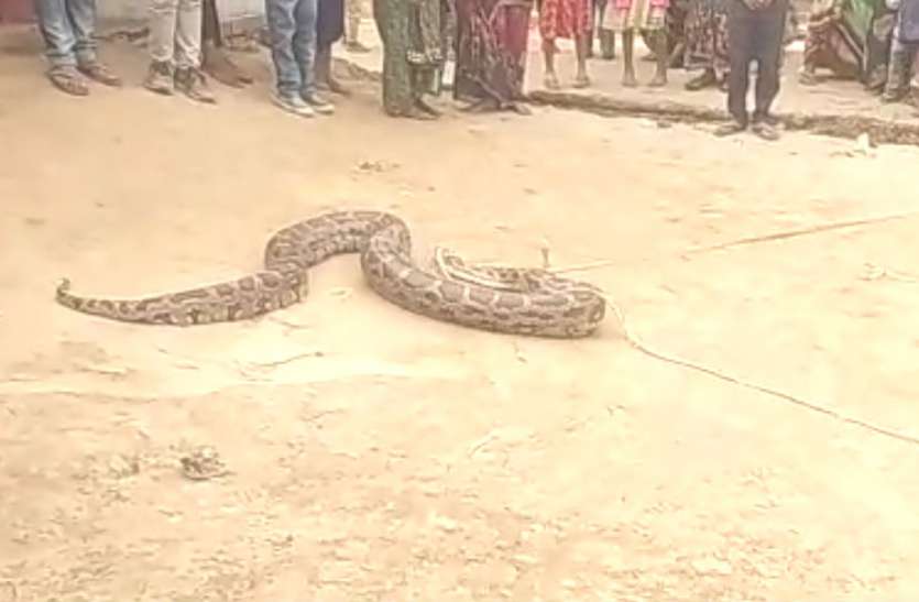 Dragon VIDEO: जब अजगर को रस्सी से बांधकर खेलते नजर आए बच्चे, देखकर ग्रामीण भी रह गए हैरान