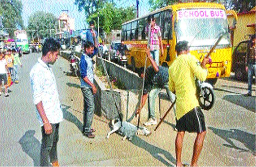 What happened is that the abandoned dogs of the municipality had to b