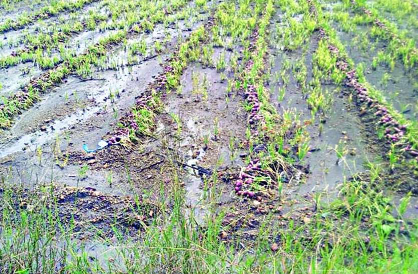 आर्थिक संकट में फंसे किसान आर्थिक संकट में फंसे किसान