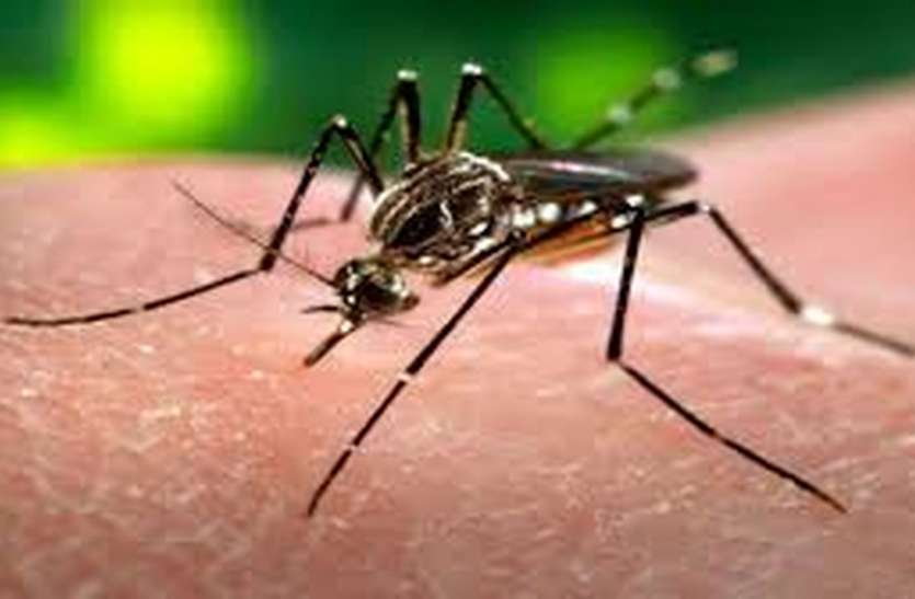 Potential patients facing dengue, Health Department conducting survey Dengue : तेजी से सिर उठा रहा डेंगू का डंक