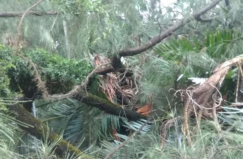 बुलबुल से हावड़ा के ग्रामीण इलाकों में फसलों को नुकसान बुलबुल से हावड़ा के ग्रामीण इलाकों में फसलों को नुकसान