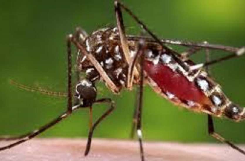 बंगाल में डेंगू का प्रकोप : 15 दिन में 22 हजार से अधिक लोग चपेट में बंगाल में डेंगू का प्रकोप: 15 दिन में 22 हजार से अधिक लोग चपेट में