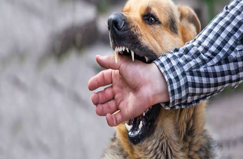 dog attack बल्लू के कुत्ते ने जैल सिंह की बकरी को काटा, चार दिन लगाई थाने की दौड़