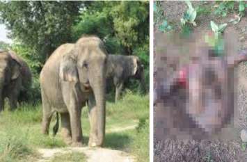 Elephants attack: Elephants killed teacher, played like football हाथियों ने शिक्षक को घेर लिया और फुटबॉल बनाकर खेला, सुबह टुकड़ों में लाश देख सिहर उठे गांव वाले, दी ये चेतावनी