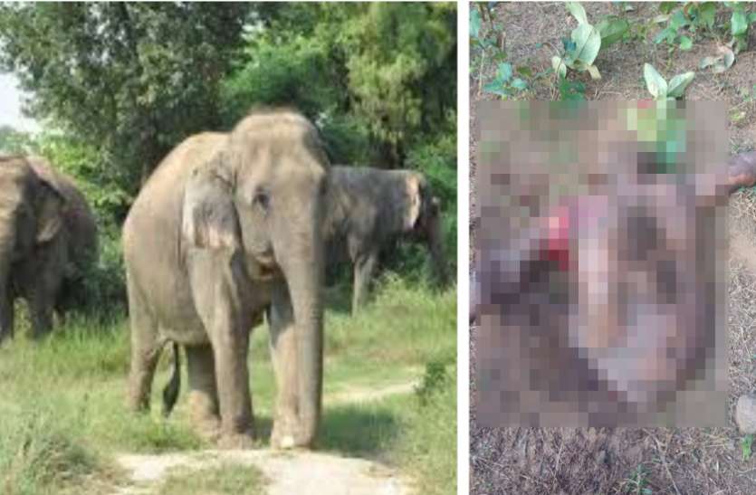 हाथियों ने शिक्षक को घेर लिया और फुटबॉल बनाकर खेला, सुबह टुकड़ों में लाश देख सिहर उठे गांव वाले, दी ये चेतावनी हाथियों ने शिक्षक को घेर लिया और फुटबॉल बनाकर खेला, सुबह टुकड़ों में लाश देख सिहर उठे गांव वाले, दी ये चेतावनी