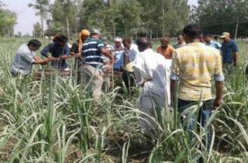 python entered in field in hapur खेत में काम कर रहा था किसान तभी इस जानवर को आता देख निकल गई चीख, मौके पर मचा हड़कंप- देखें वीडियो