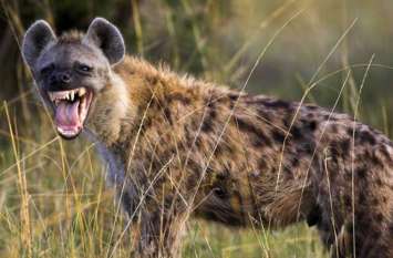 Hyena found in jungle in Etawah इटावा मे जंगल से मिला लकड़बग्धा, लोगों में दहशत