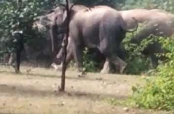 Herd of elephants reached the border of Sidhi district सीधी जिले की सीमा में पहुंचा हांथियों का झुंड