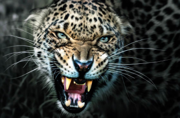 Man-eating leopard caught in cave see video आखिरकार कड़ी मशक्कत के बाद पकड़ा गया आदमखोर तेंदुआ, देखें खूंखार तेंदुए का वीडियो