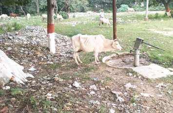 Singrauli's NCL and NTPC are negligent in waste management कई बार की हिदायत पर भी नहीं टूटी कंपनियों की नींद