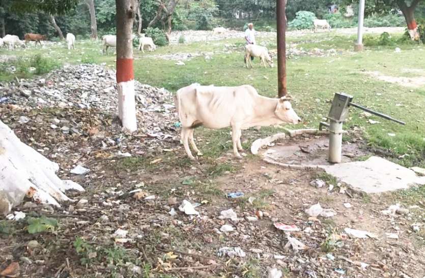 Cleanliness Survey: NCL-NTPC are influencing preparation in Singrauli औद्योगिक कंपनियों में कचरा प्रबंधन की व्यवस्था नहीं तो शहर में जनता बनी लापरवाह