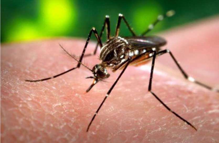 dengue in bikaner rajasthan 19 नए पीडि़त, मरीजों का आंकड़ा 446 पर