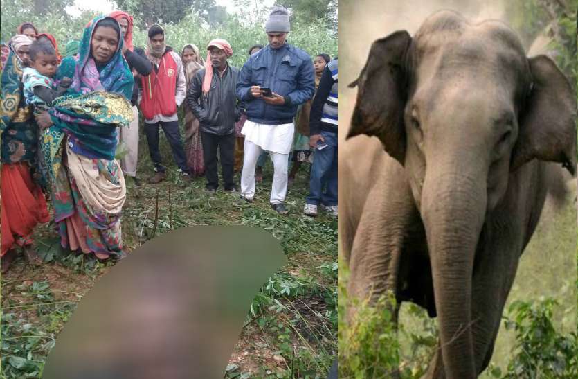 Elephant सोनभद्र में जंगली हाथियों का उत्पात, एक की मौत, दहशत में इलाके के लोग