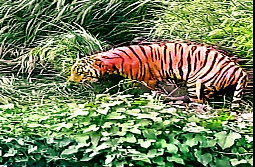 पिंजरे में भी खड़ी नहीं हो पा रही बाघिन, वन विहार में होगा इलाज पिंजरे में भी खड़ी नहीं हो पा रही बाघिन, वन विहार में होगा इलाज