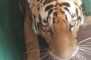 Tigress SD-21 freed from the fence बाड़े से आजाद हुई बाघिन एसडी-21