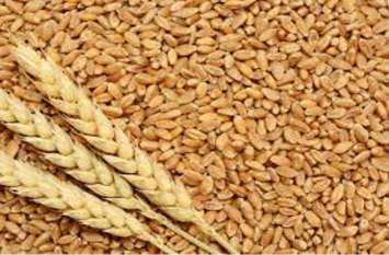 Seed did not come in cooperative societies, farmers upset सहकारी समितियों में नहीं आया बीज, किसान परेशान