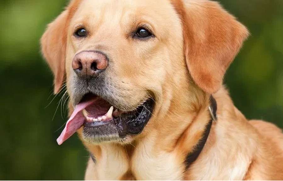 dog.jpg