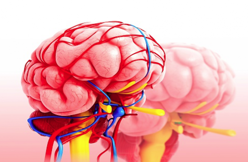 Hypothalamus: हाइपोथैलेमस की समस्या में मस्तिष्क को नहीं मिलता पूरा पोषण Hypothalamus: हाइपोथैलेमस की समस्या में मस्तिष्क को नहीं मिलता पूरा पोषण