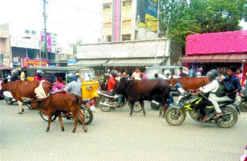 Cattle on the road सड़क पर मवेशी को लेकर हाई कोर्ट ने प्रदेश के सभी नगर निगमों को नोटिस जारी किया