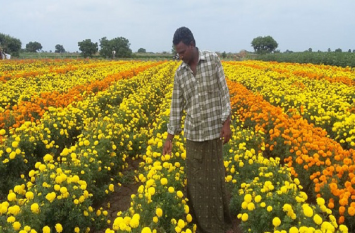 Government will give land to youth for flower cultivation फूलों की खेती के लिए युवाओं को जमीन देगी सरकार