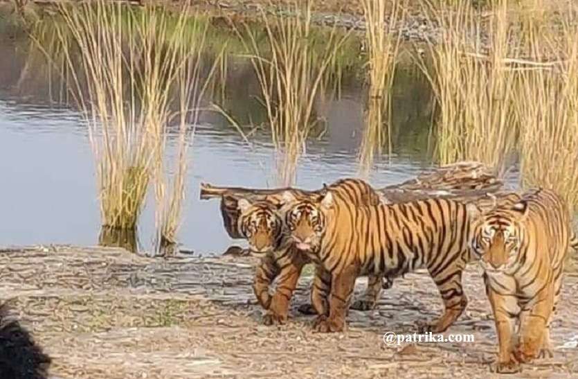 Tigers in National Park टाइगर रिजर्व को नुकसान से बचाने ग्रामीणों को दिए जा रहे गैस और कुकर
