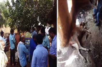 More than 200 cow sick in the field of agriculture minister कृषि मंत्री के क्षेत्र में 200 से ज्यादा मवेशी बीमार, एक की मौत, 80 की हालत गंभीर, पशुधन विभाग में मचा हड़कंप