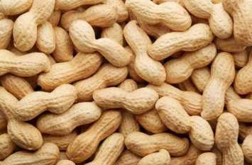 Delayed peanut purchase on support price देरी से शुरू की मूंगफली खरीद, अब खरीद केन्द्रों पर किसानों का टोटा