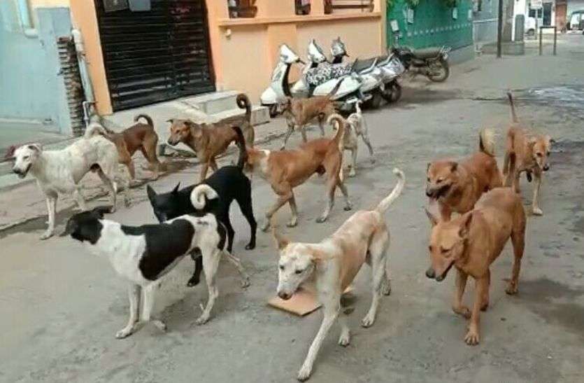 ratlam dog bite news VIDEO रतलाम में हर साल पांच हजार से अधिक लोगों को काट रहे कुत्ते