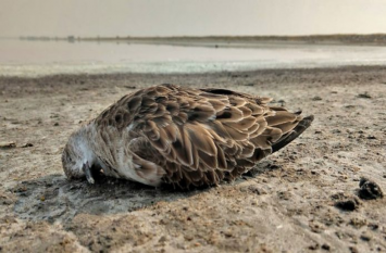 Death of Migratory birds at Sambhar lake, HC takes suo motu cognizance सांभर झील में प्रवासी पक्षियों की मौत पर हाईकोर्ट ने मांगा जवाब