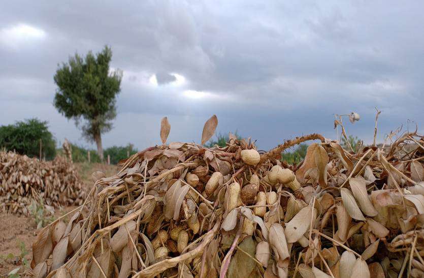 बेमौसम बरसात ने छीना किसानों का निवाला बेमौसम बरसात ने छीना किसानों का निवाला
