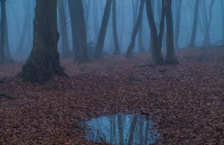 Правда лес. Tales from hoia Baciu Forest про что.