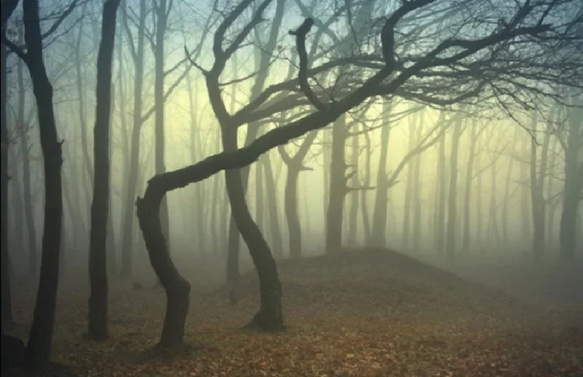 forest2.png