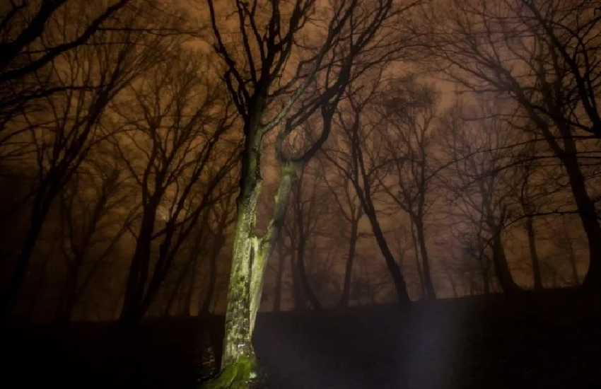 forest3.png