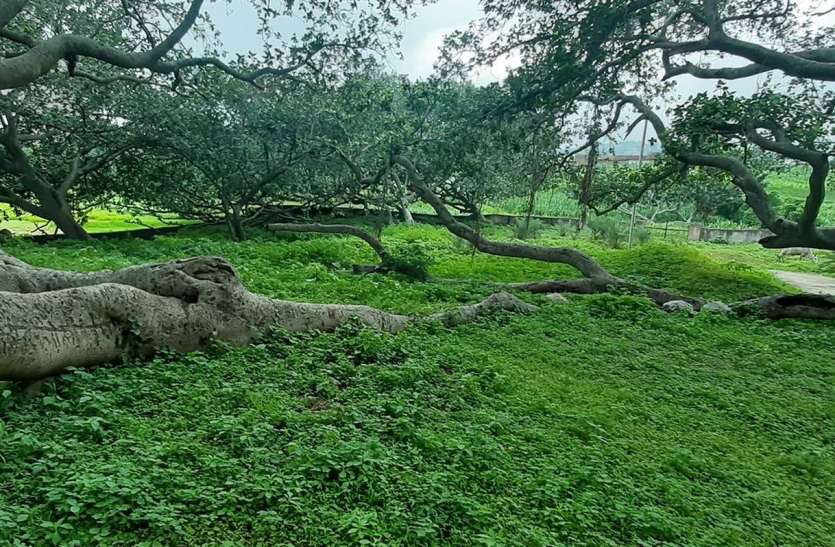 उदयपुर के फलासिया में देश के सबसे बड़े बरगद का 'इतिहास उदयपुर के फलासिया में देश के सबसे बड़े बरगद का 'इतिहास