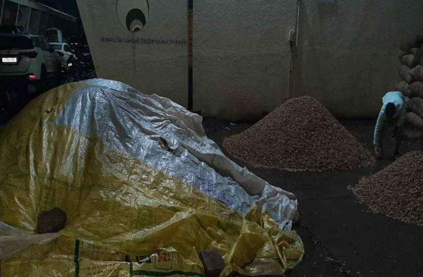 Groundnut : बारिश ने बिगाड़ा मूंगफली का भाव Groundnut : बारिश ने बिगाड़ा मूंगफली का भाव