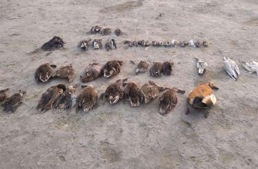 Sambhar Lake Latest Update: Thousands of migratory birds found dead Sambhar Lake में हज़ारों पक्षियों की मौत पर सस्पेंस बरकरार, इस बीच आई ये Latest Update