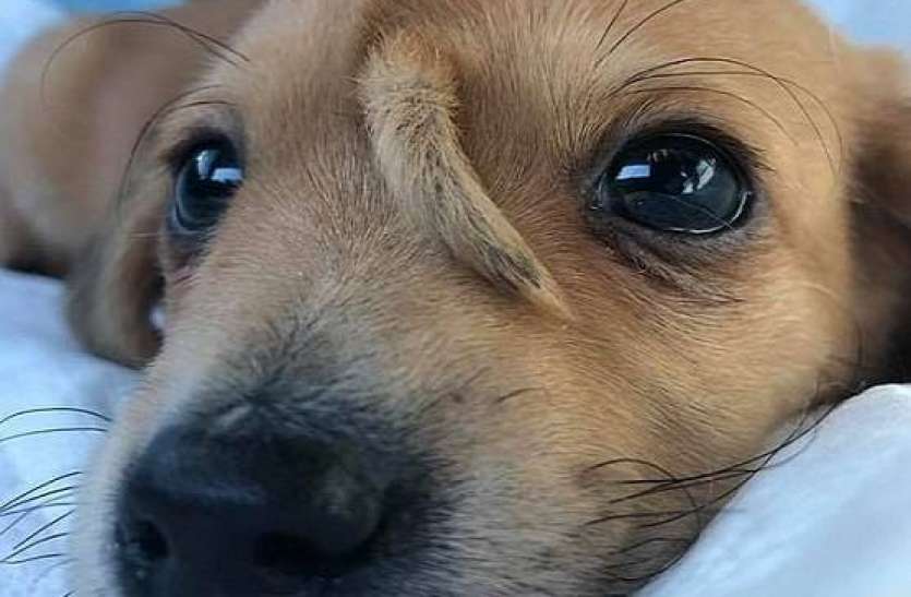 tail in doggy's nose डॉगी के नाक पर निकली पूंछ, सेल्फी लेने वालों की लगी भीड़