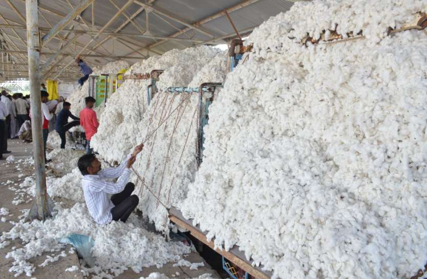 ne cotton ki kharidi ki किसानों से अब कपास की ओपन खरीदी