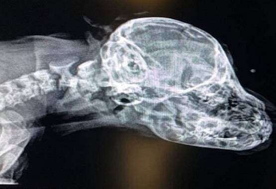 xray.jpg
