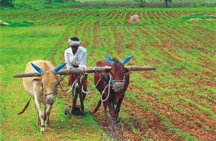 Farmers of the district are earning millions by cultivating stevia जिले के किसान स्टीविया की खेती कर कमा रहे लाखों रुपए, जानें कैसे होती है स्टीविया की फसल