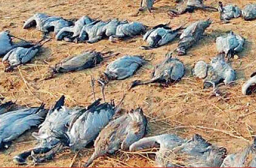 Domoiselle cranes : Kutch में 50 से ज्यादा Migratory birds कुरजा की मौत Domoiselle cranes : Kutch में 50 से ज्यादा Migratory birds कुरजा की मौत