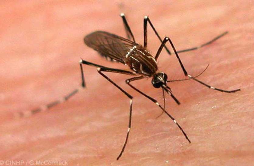 Malaria-Chikungunya 49 गांव, निगम सीमा के 28 से ज्यादा क्षेत्रों में अब कोरोना के साथ मलेरिया-चिकनगुनिया-डेंगू का खतरा