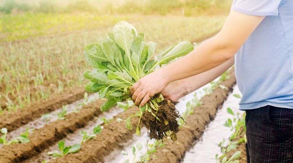आदर्श खेत और कीटो डाइट की उन्नत खेती से मालामाल होंगे किसान