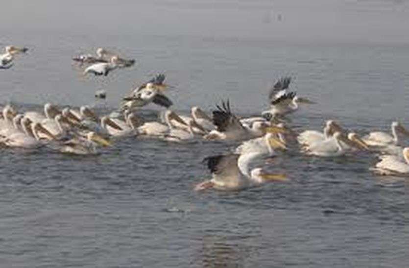 Migratory birds arrive in Ajmer reservoirs अजमेर की डीएफओ प्रवासी पक्षियों की सुरक्षा को लेकर गंभीर