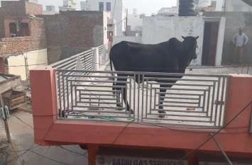 A Fierce Battle Between The Bulls, The Winner Climbed Onto The Roof सांड़ों के बीच हुई लड़ाई तो बाजार में मच गई अफरा तफरी, इसके बाद हुआ ये ...