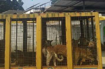 A campaign is being conducted to catch stray, sick dogs आवारा, बीमार कुत्तों को पकडऩे का चलाया जा रहा है अभियान