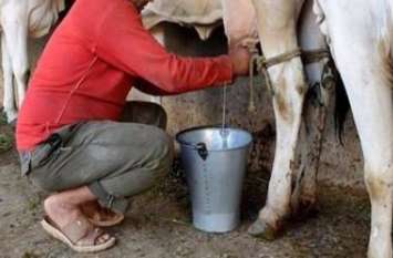 23 liter milk from a cow कचनारिया की गाय ने 17 लक्ष्मणपुरा की भैंस ने 23 लीटर दूध दे जीता पहला पुरूस्कार