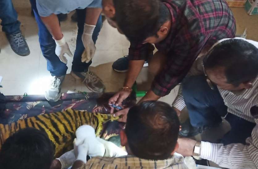 rewa बाघ शावक को आखिर ऐसा क्या हुआ कि जबलपुर से मुकुंदपुर भेजा, जहां पूरे प्रदेश के वाइल्ड लाइफ विशेषज्ञों की है नजर