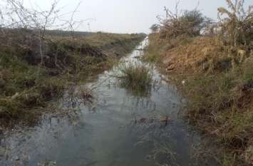 Danyin of Bisalpur from water main canal cleaning work stalled बीसलपुर की दांयीं मुख्य नहर में पानी आने से सफाई कार्य ठप, झाडियों एवं बिलायती बबूलों से अटी पड़ी है वितरिकाएं