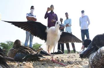 It was difficult to fly two yards of birds coming in the sky sambhar lake : आसमान नापकर आए पक्षियों का दो गज उडऩा भी हुआ मुश्किल